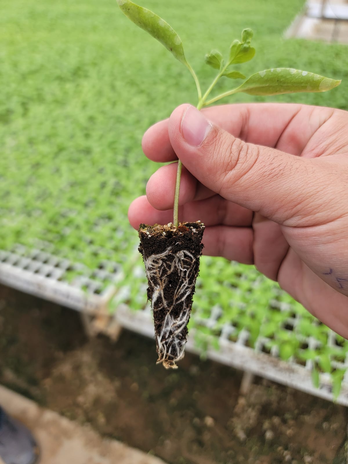 A hand holding a seedling root plug with a fully developed white root system.