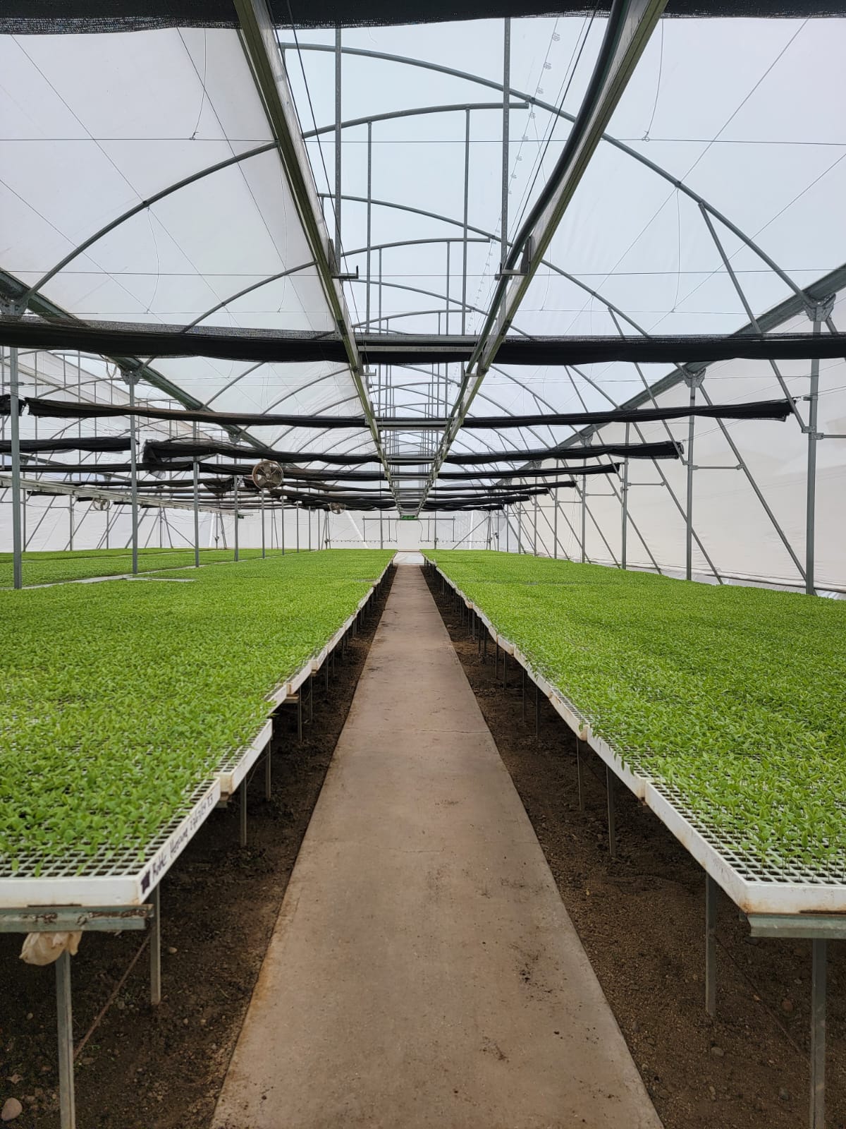 Seedling greenhouse with benches of green trays on both sides of the aisle.