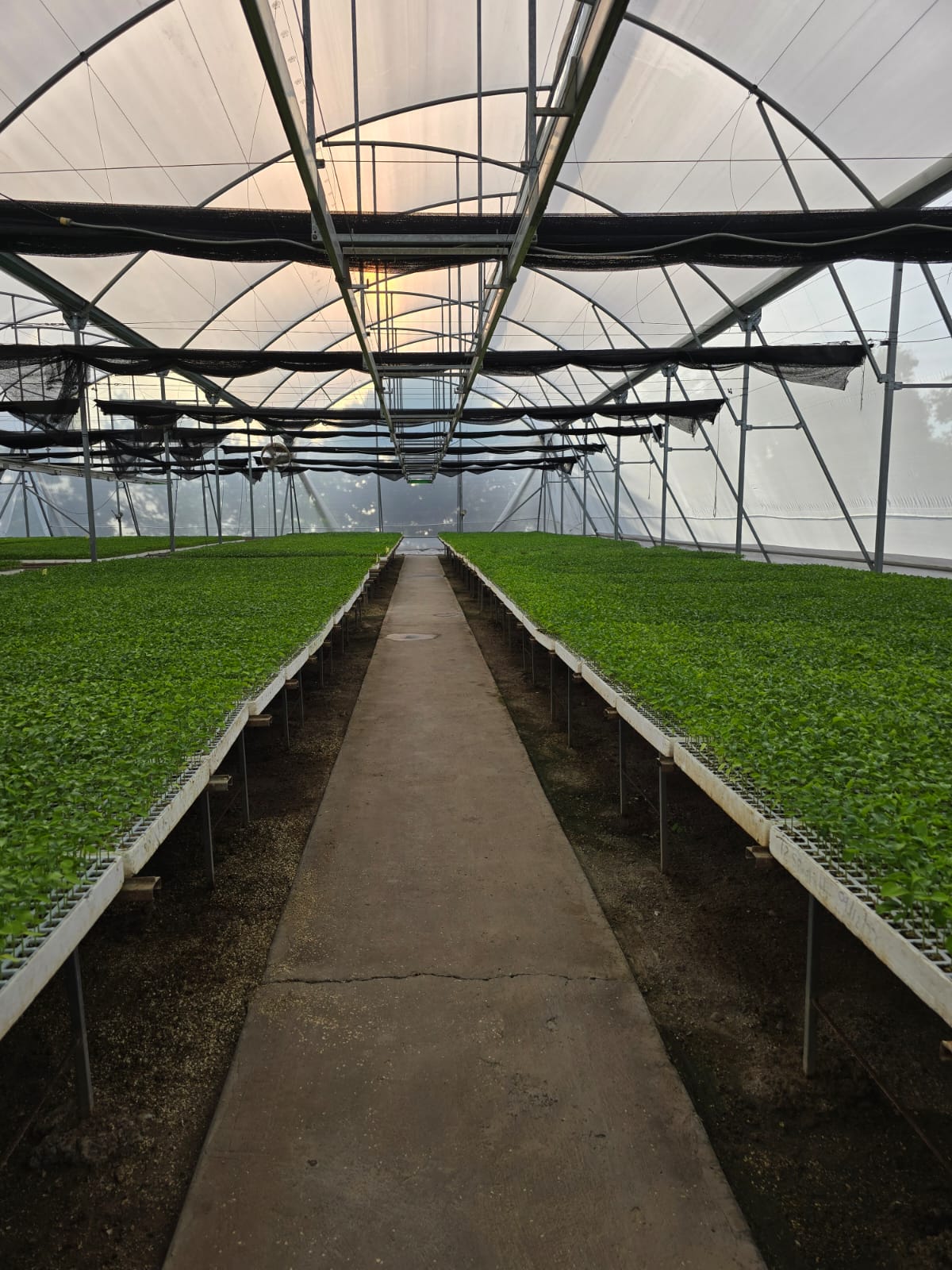 Central aisle of an HDA Seed greenhouse with benches of seedling trays on both sides, lit by warm light.