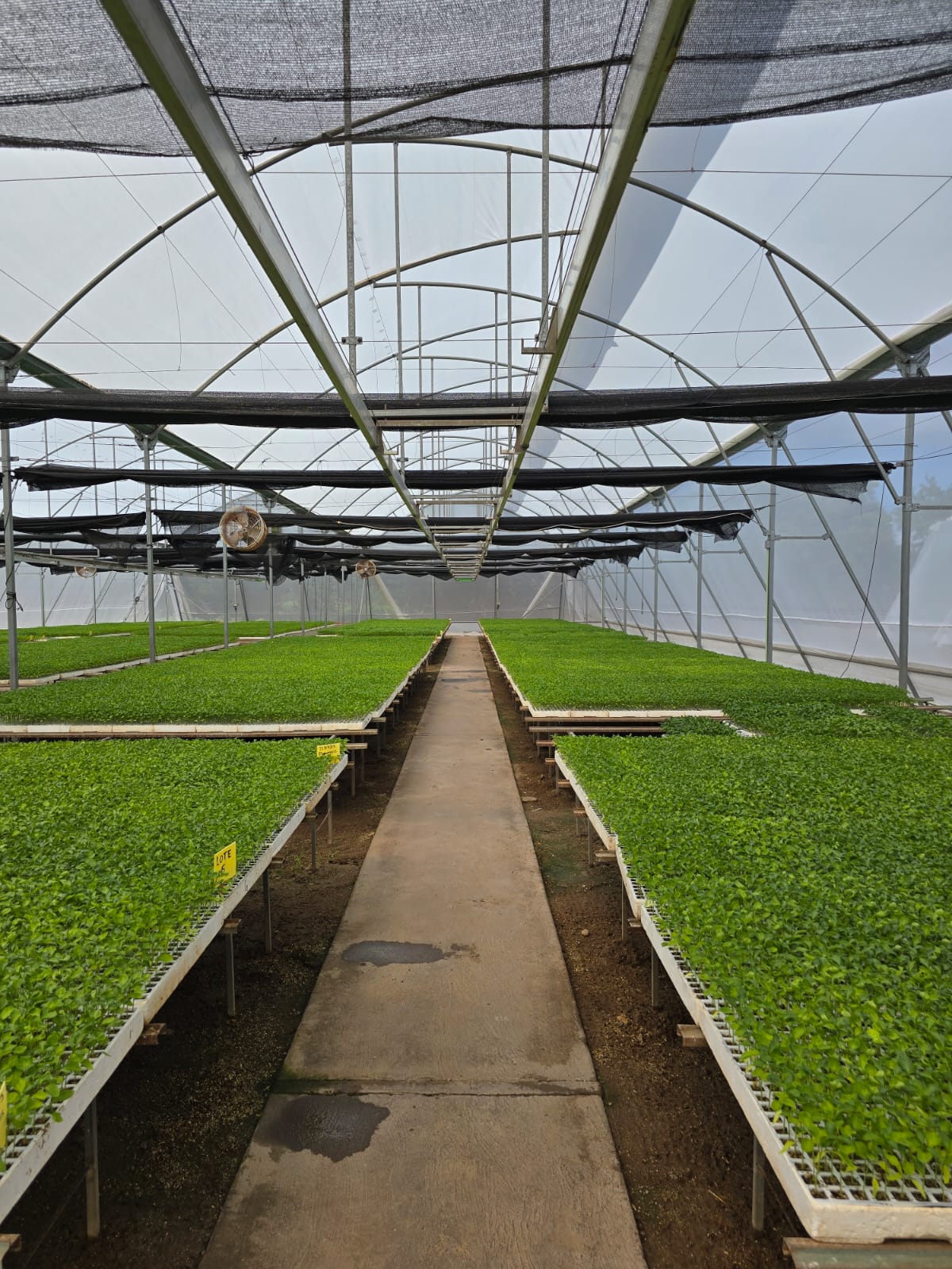 Central aisle of an HDA Seed greenhouse with benches of seedling trays on both sides, lit by warm light.